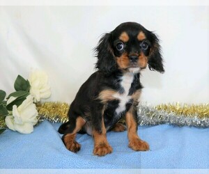 Cavalier King Charles Spaniel Puppy for sale in FREDERICKSBG, OH, USA