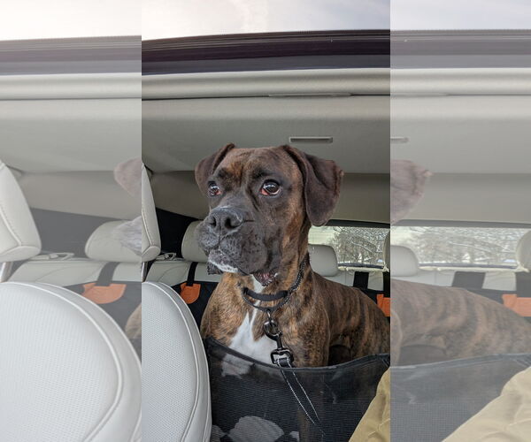Medium Photo #1 Boxer Puppy For Sale in Woodbury, MN, USA
