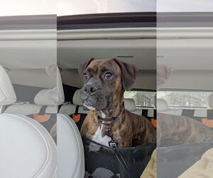 Boxer Dogs for adoption in Woodbury, MN, USA