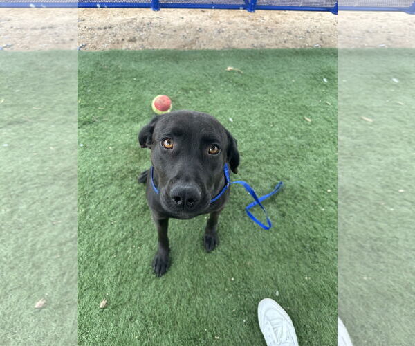 Medium Photo #2 Labrador Retriever-Unknown Mix Puppy For Sale in San Diego, CA, USA