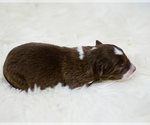Small Photo #5 Border Collie Puppy For Sale in STRAFFORD, MO, USA