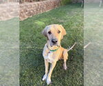DUKE - Male Anatolian Shepherd Dog for Adoption - Small photo