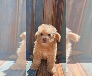 Poodle (Toy) Puppy for sale in INDIANAPOLIS, IN, USA