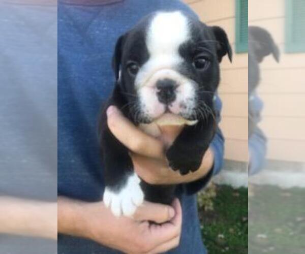 Medium Photo #4 Bulldog Puppy For Sale in CLEARWATER, MN, USA