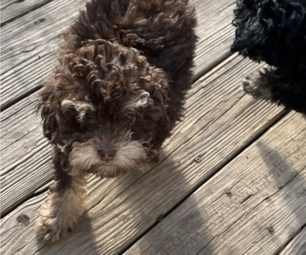 Medium Photo #17 Poodle (Toy)-ShihPoo Mix Puppy For Sale in MUNDELEIN, IL, USA