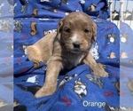 Small Photo #14 English Cream Golden Retriever-Poodle (Standard) Mix Puppy For Sale in DEARBORN, MO, USA