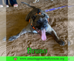 Small #8 Staffordshire Bull Terrier Mix