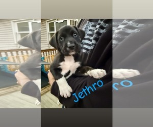Jethro - Male Mutt Dog for Adoption - Photo #3