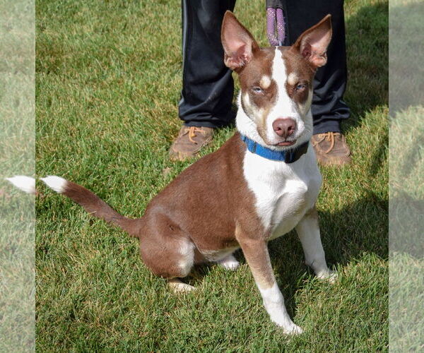 Medium Photo #3 Gerberian Shepsky Puppy For Sale in Huntley, IL, USA
