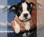 Puppy Sunshine Boston Terrier