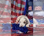 Image preview for Ad Listing. Nickname: Litter of 9