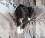 Puppy 3 Aussiedoodle
