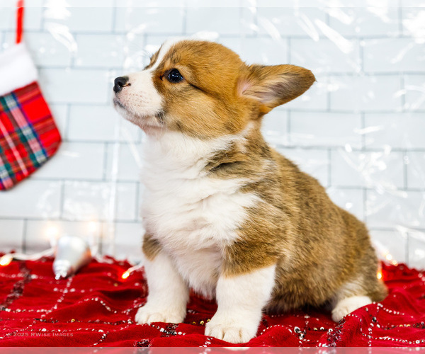 Medium Photo #63 Cardigan Welsh Corgi Puppy For Sale in WAKARUSA, IN, USA