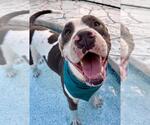 Small #2 American Staffordshire Terrier Mix