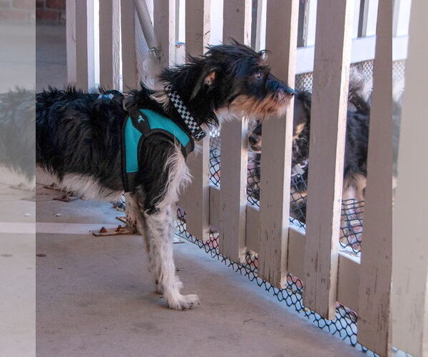 Medium Photo #4 - Mix Puppy For Sale in San Jose, CA, USA