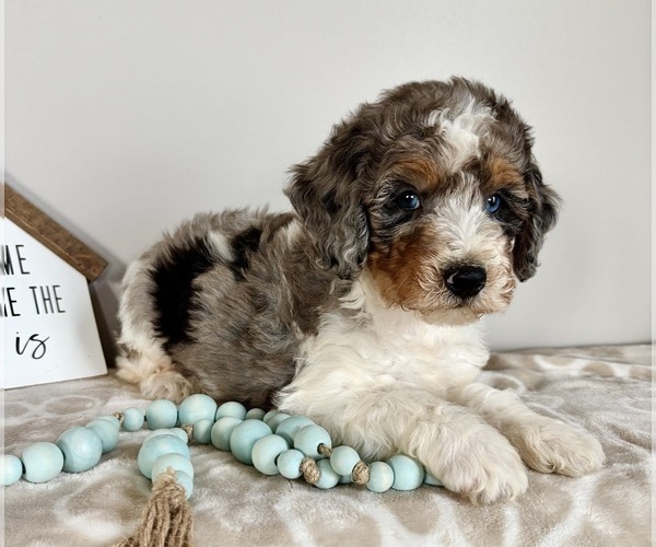 Medium Photo #4 Miniature Bernedoodle-Poodle (Miniature) Mix Puppy For Sale in INDIANAPOLIS, IN, USA