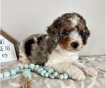 Small #3 Miniature Bernedoodle-Poodle (Miniature) Mix