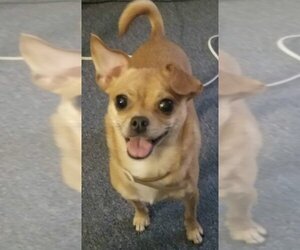 Chihuahua-Unknown Mix Dogs for adoption in Cuba, NY, USA
