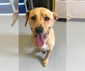 Labrador Retriever Dogs for adoption in Corpus Christi, TX, USA