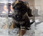 Puppy Puppy 1 German Shepherd Dog