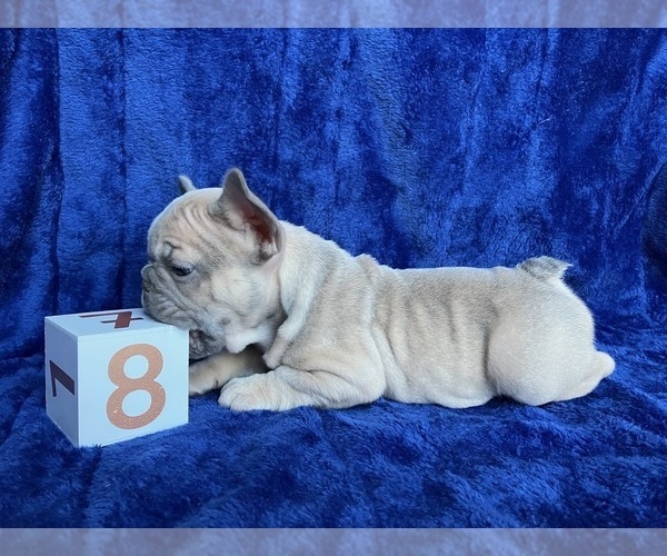 Medium Photo #3 French Bulldog Puppy For Sale in GIRARD, IL, USA