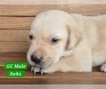 Puppy Yellow GC Labrador Retriever