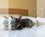 Small Photo #13 French Bulldog Puppy For Sale in RENTON, WA, USA
