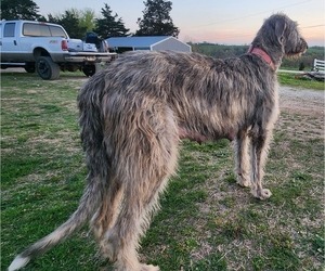 Mother of the Irish Wolfhound-Poodle (Standard) Mix puppies born on 03/22/2023