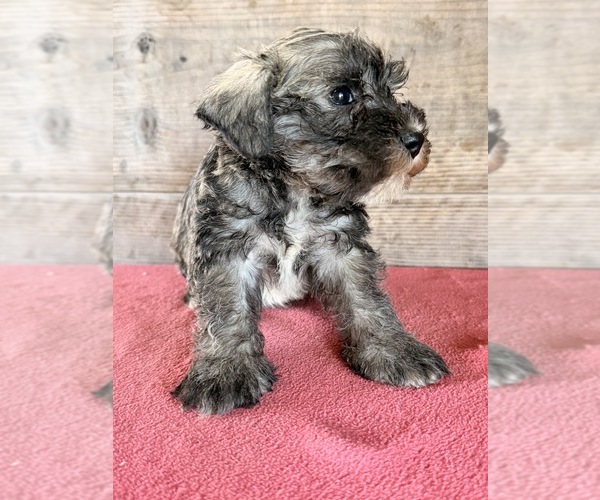 Medium Photo #4 Schnauzer (Miniature) Puppy For Sale in VERMONTVILLE, MI, USA