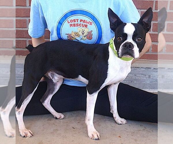 Medium Photo #2 Boston Terrier Puppy For Sale in Carrollton, TX, USA