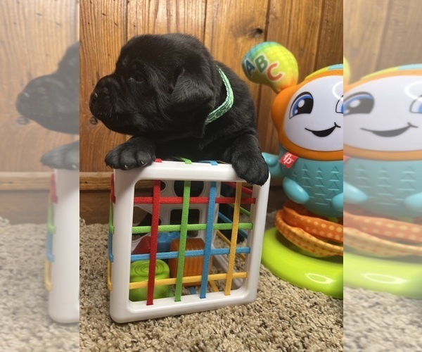 Medium Photo #10 Labrador Retriever Puppy For Sale in NEOLA, WV, USA