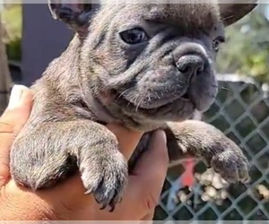 French Bulldog Puppy for sale in RIVERSIDE, CA, USA