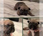 Puppy Cooper French Bulldog