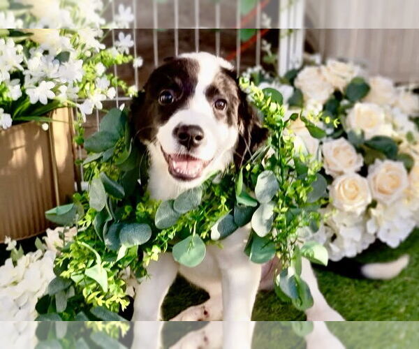 Medium Photo #12 Great Pyrenees Puppy For Sale in Spring, TX, USA