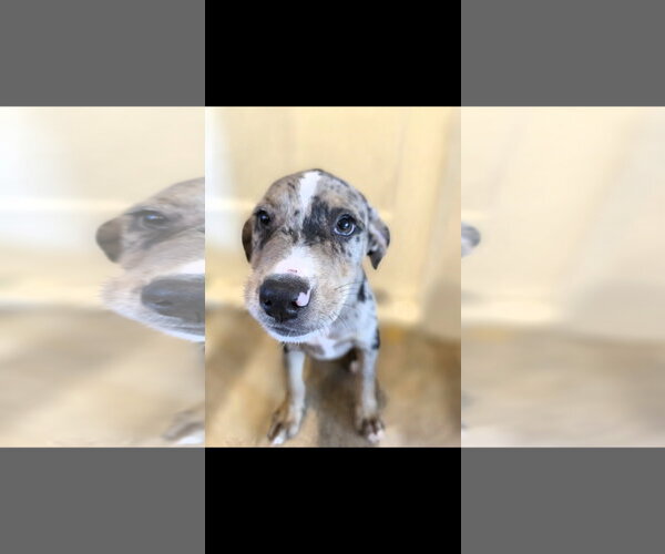 Medium Photo #2 Catahoula Leopard Dog-Unknown Mix Puppy For Sale in New London, WI, USA