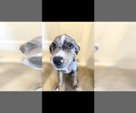 Small #1 Catahoula Leopard Dog Mix