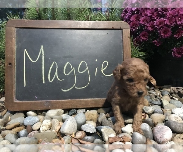 Medium Photo #1 Goldendoodle Puppy For Sale in ARCOLA, IL, USA