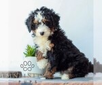 Small #1 Bernedoodle (Miniature)