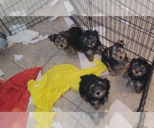 YorkiePoo Puppy for sale in TUCSON, AZ, USA