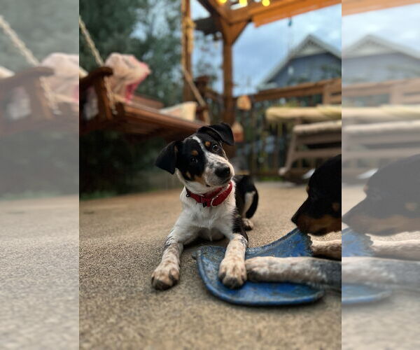 Medium Photo #3 Mutt Puppy For Sale in Garden City, NY, USA