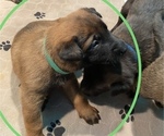 Small Photo #28 Belgian Malinois Puppy For Sale in LABADIE, MO, USA