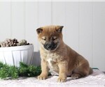 Small Photo #1 Shiba Inu Puppy For Sale in APPLE CREEK, OH, USA