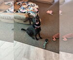 Small #1 German Shepherd Dog Mix