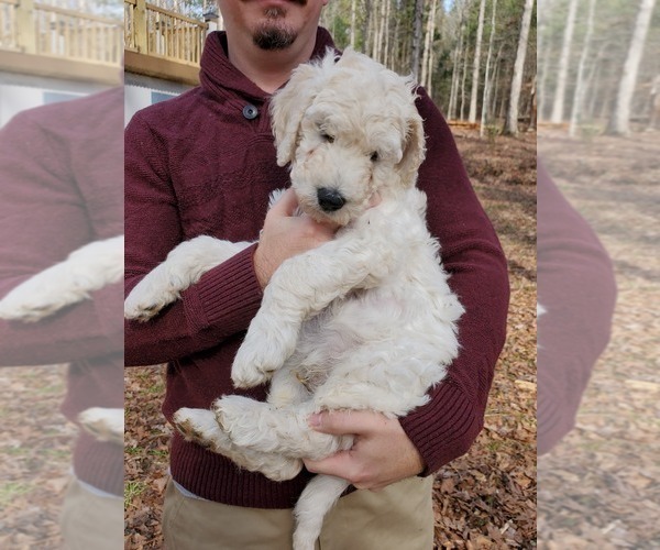 Medium Photo #15 Goldendoodle Puppy For Sale in ATHENS, GA, USA