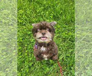 Shih Tzu-Unknown Mix Dogs for adoption in New London, WI, USA