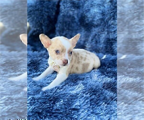 Medium Photo #22 Chihuahua Puppy For Sale in TAMPA, FL, USA