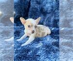 Small #21 Chihuahua