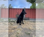 Small Photo #61 German Shepherd Dog Puppy For Sale in HAYWARD, CA, USA