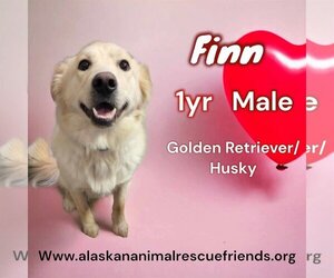 Australian Retriever Dogs for adoption in Anchorage, AK, USA