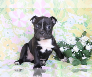 Boston Terrier-Faux Frenchbo Bulldog Mix Puppy for sale in SHILOH, OH, USA